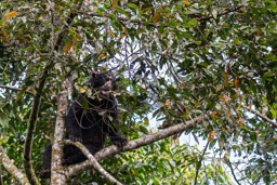 Ours à lunettes - Spectacled bear ♂
