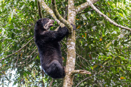 Ours à lunettes - Spectacled bear ♂