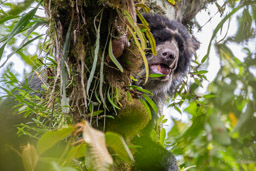 Ours à lunettes - Spectacled bear ♂