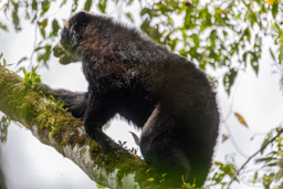 Ours à lunettes - Spectacled bear ♂