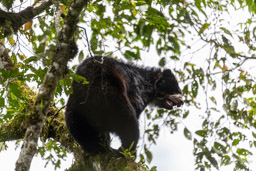 Ours à lunettes - Spectacled bear ♂