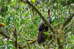 Pénélope panachée
- Crested Guan
