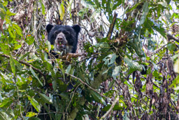 Ours à lunettes - Spectacled bear ♀