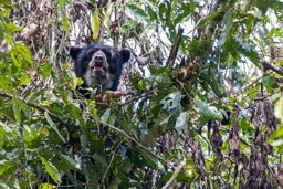 Ours à lunettes - Spectacled bear ♀