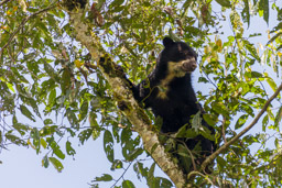 Ours à lunettes - Spectacled bear ♀