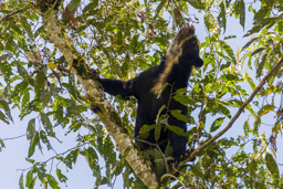 Ours à lunettes - Spectacled bear ♀