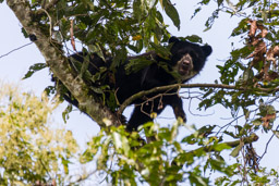 Ours à lunettes - Spectacled bear ♀