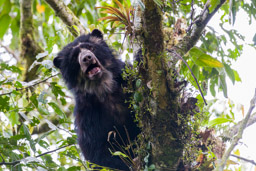 Ours à lunettes - Spectacled bear ♀