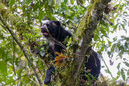 Ours à lunettes - Spectacled bear ♀