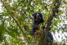 Ours à lunettes - Spectacled bear ♀