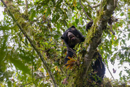 Ours à lunettes - Spectacled bear ♀