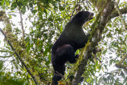 Ours à lunettes - Spectacled bear ♀