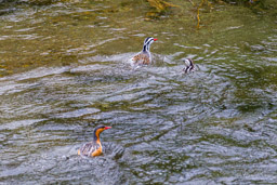 Merganette des torrents
- Torrent Duck ♂,♀