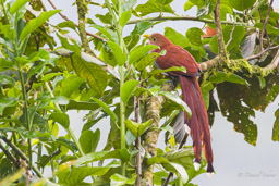 Piaye écureuil
- Squirrel Cuckoo
