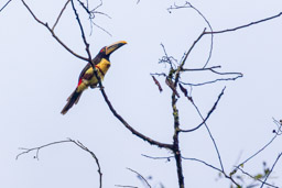 Araçari à collier
- Collared Aracari