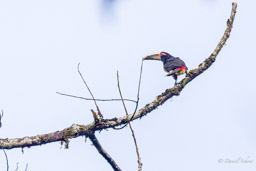 Araçari à collier
- Collared Aracari