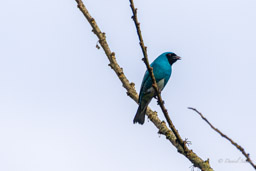 Tersine hirondelle
- Swallow Tanager