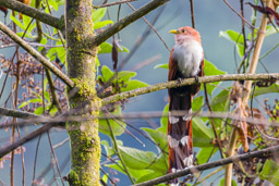 piaye écureuil
- Squirrel Cuckoo