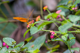 Dryas