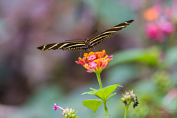 Heliconius charithonia