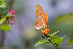 Dryas iulia moderata