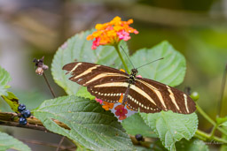 Heliconius charithonia