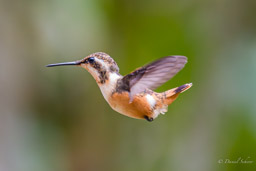 Colibri de Mulsant
- White-bellied Woodstar