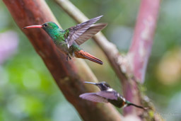 Ariane à ventre gris
- Rufous-tailed Hummingbird