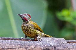 Pic or-olive
- Golden-olive Woodpecker