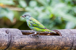 Calliste à calotte noire
- Black-capped Tanager ♀