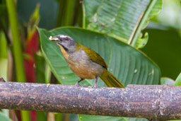 Saltator des grands-bois
- Buff-throated Saltator