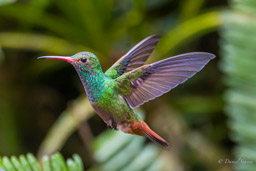 Ariane à ventre gris
- Rufous-tailed Hummingbird