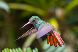 Ariane à ventre gris
- Rufous-tailed Hummingbird