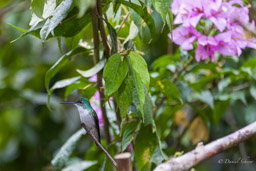 Ariane de Francia
- Andean Emerald