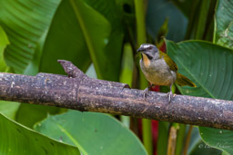Saltator des grands-bois
- Buff-throated Saltator