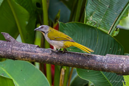 Saltator des grands-bois
- Buff-throated Saltator