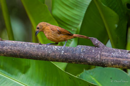 Tangara à galons blancs
- White-lined Tanager ♀
