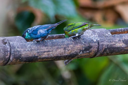 Callistes à calotte noire
- Black-capped Tanager ♂ & ♀