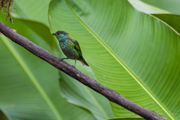 Calliste à calotte noire
- Black-capped Tanager ♀