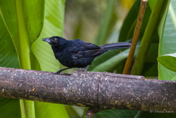Tangara à galons blancs
- White-lined Tanager ♂