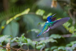 Colibri jacobin
- White-necked Jacobin