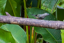 Tangara des palmiers
- Palm Tanager
