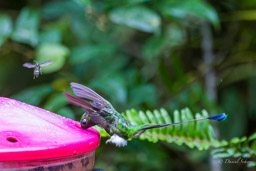 Haut-de-chausses à palettes
- White-booted Racket-tail