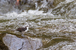 Cincle à tête blanche
- White-capped Dipper