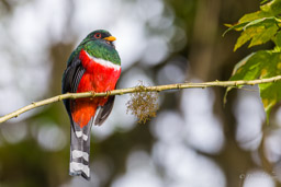 Trogon masqué
- Masked Trogon