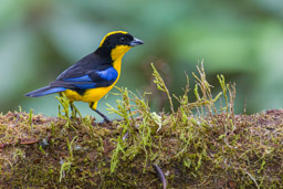 Tangara à nuque jaune
- Blue-winged Mountain Tanager