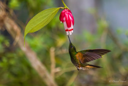 Colibri flavescent
- Buff-tailed Coronet