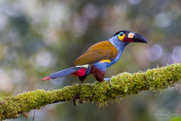 Toucan montagnard
- Plate-billed Mountain Toucan