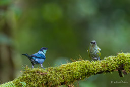 Calliste à calotte noire
- Black-capped Tanager ♂ & ♀