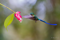 Sylphe à queue d'azur
- Long-tailed Sylph
